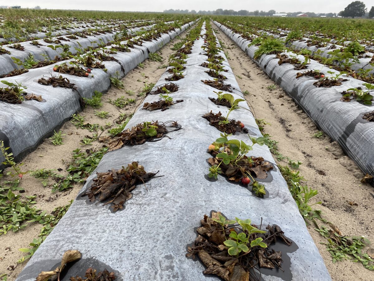 Case Study: How Multi-Mode of Action Revitalized a High-Resistance Farm