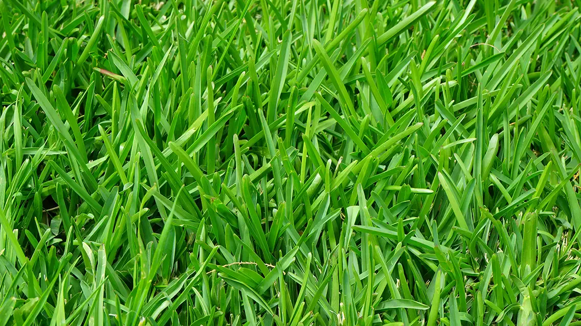 Plant health products for precision pest control on golf courses, sports fields, and nursery crops.