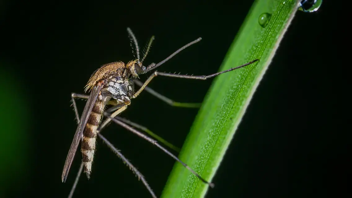 Sustainable biological vector control for mosquitoes, flies, and ticks in public health programs.