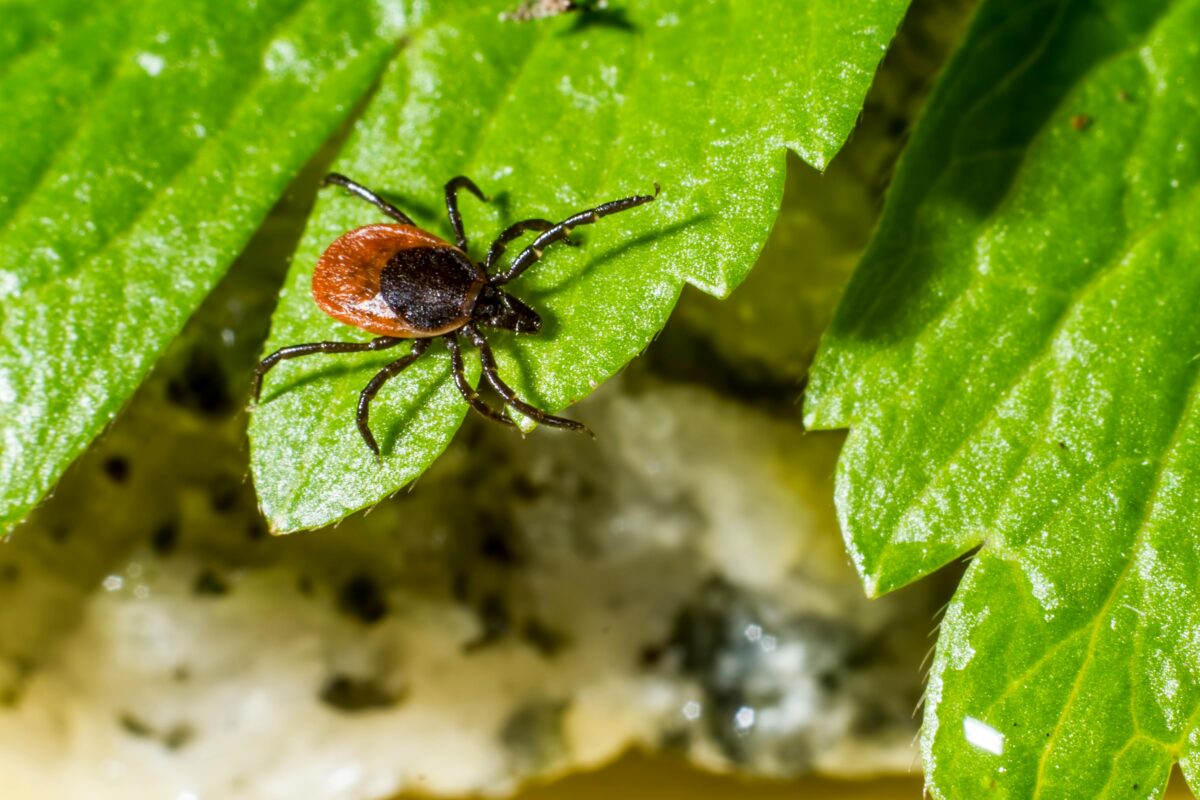 From Lab to Leaf: Our 10-Step Process for Zero-Residue Biopesticides